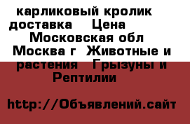карликовый кролик.   доставка. › Цена ­ 1 000 - Московская обл., Москва г. Животные и растения » Грызуны и Рептилии   